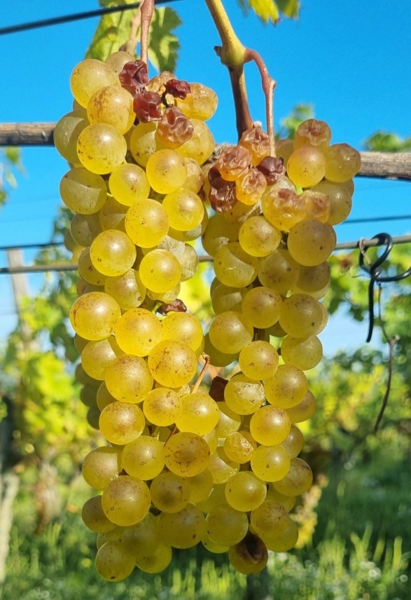 Juhfark: Somló's pure terroir wine