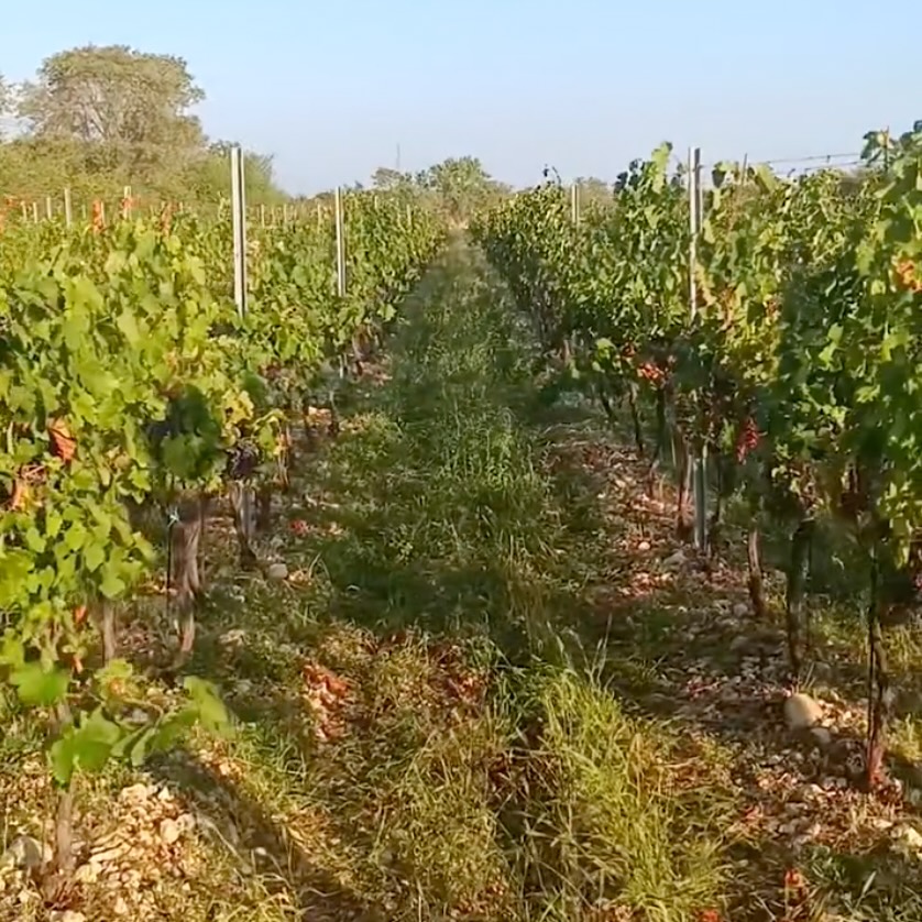 Vineyard