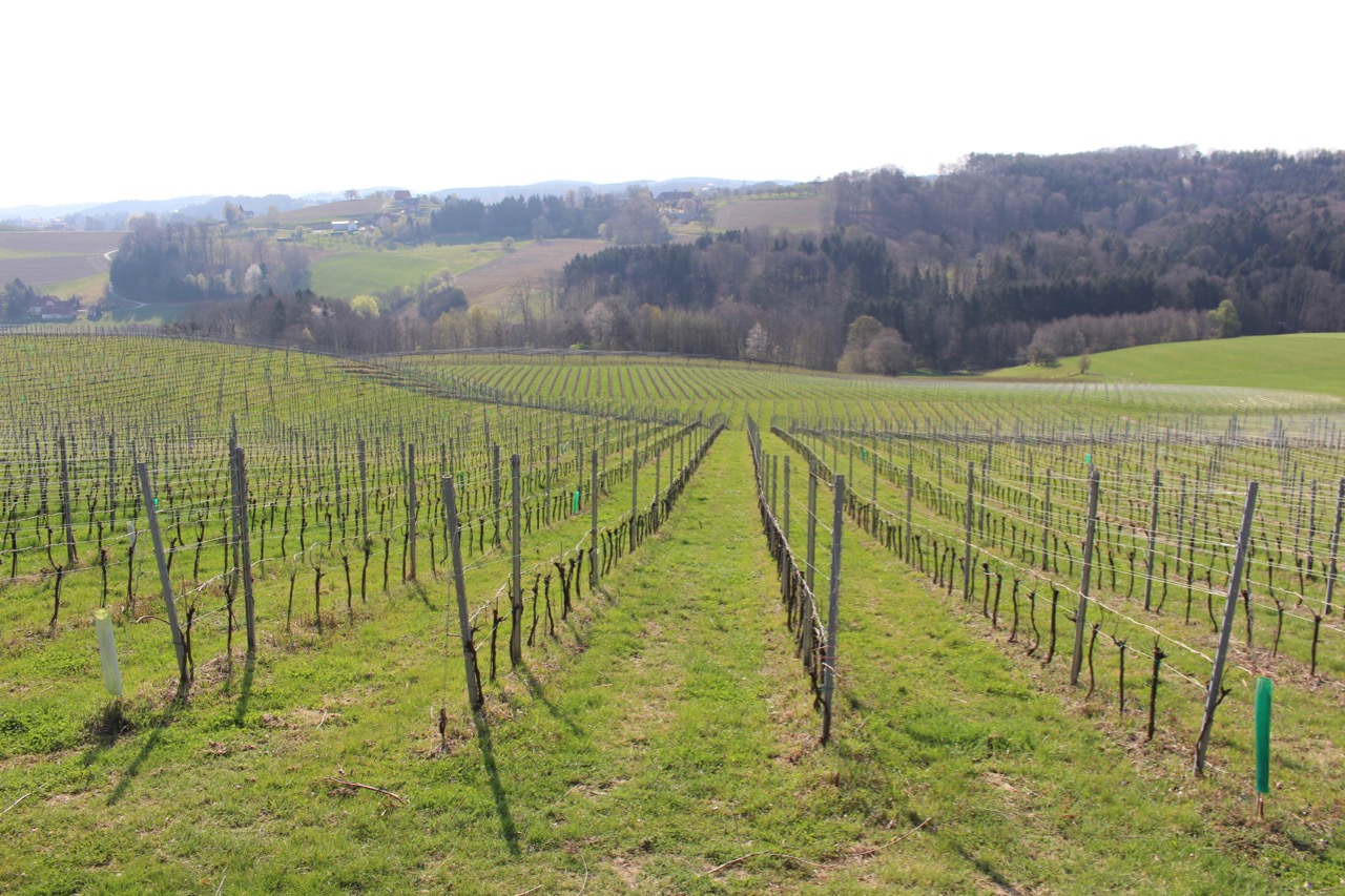 Herrenhof Lamprecht vineyards