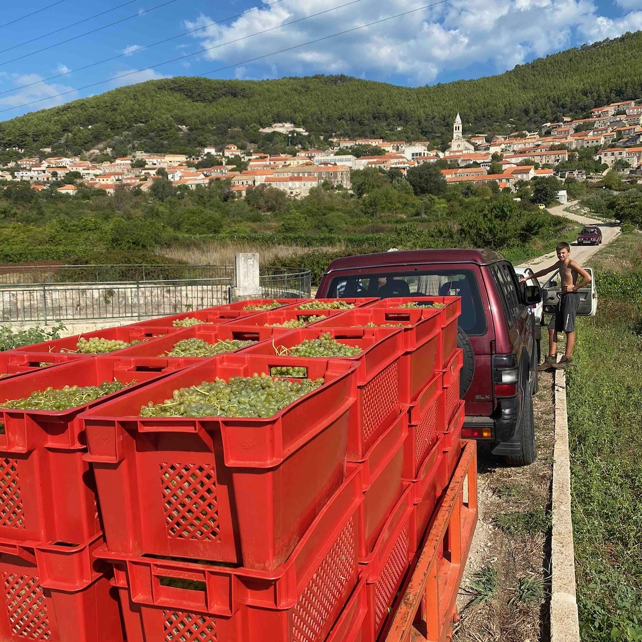 harvest