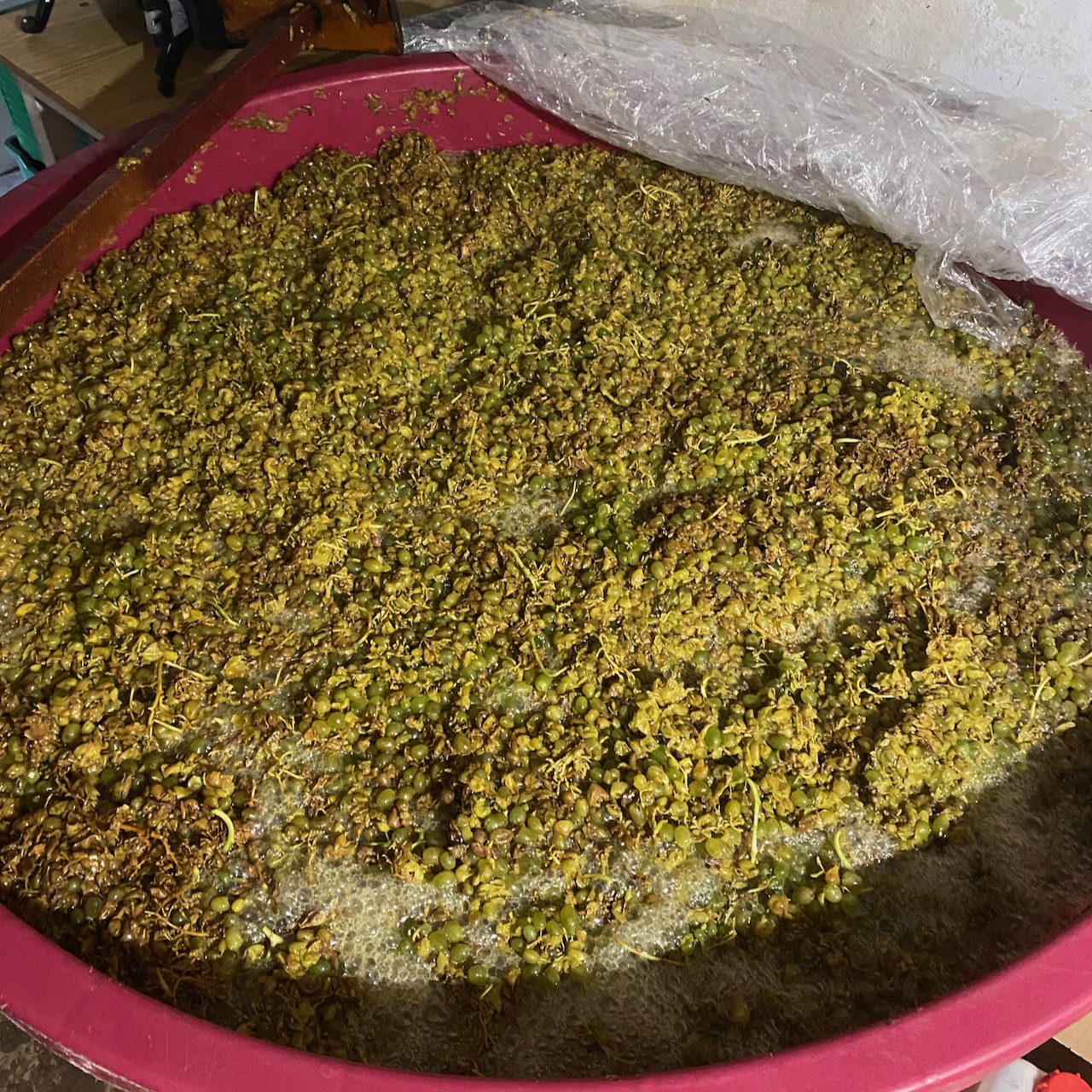 maceration