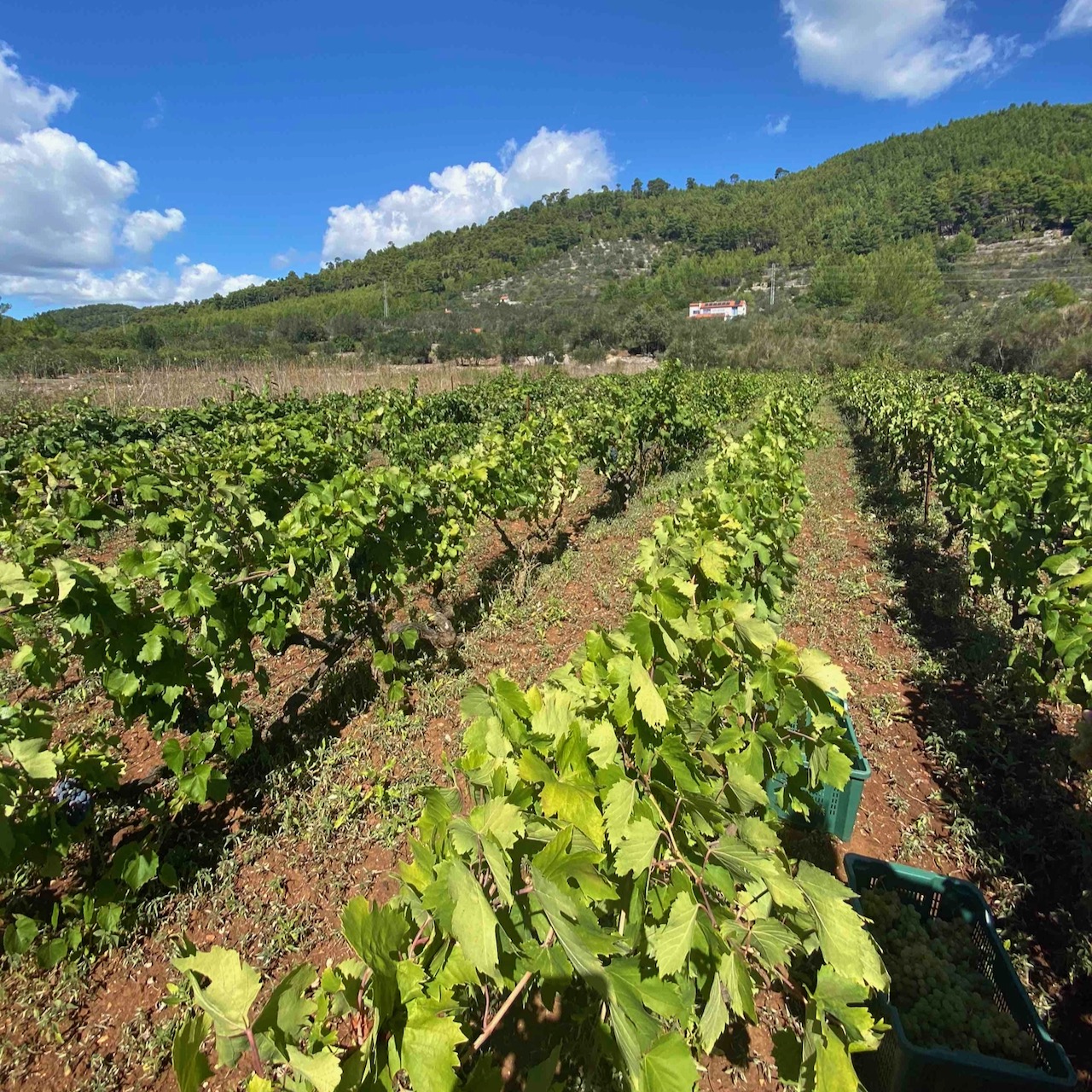 vineyard