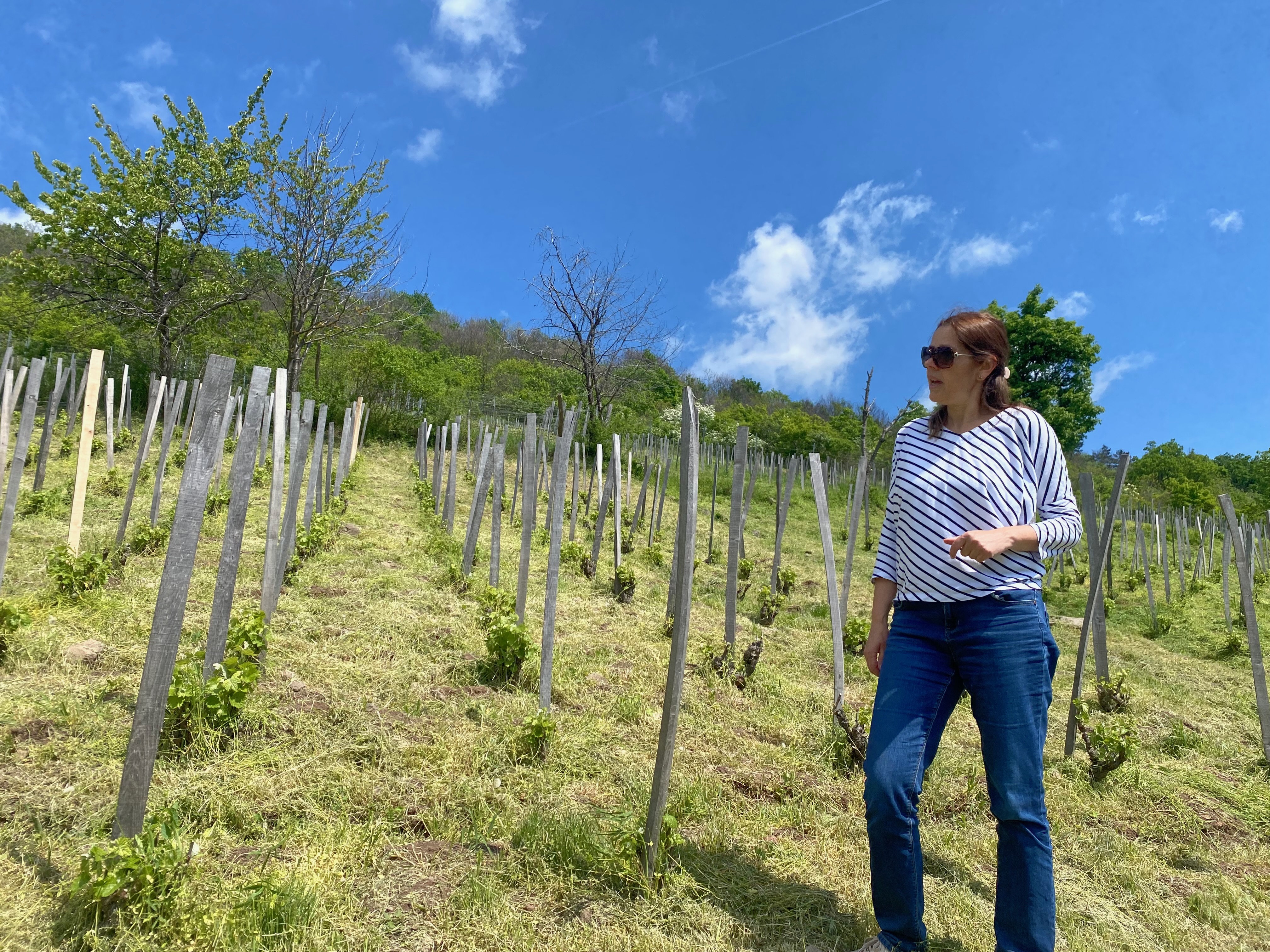 Sarolta in the vineyard